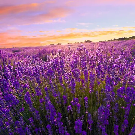 בית נופש Unit_type_semidetached_house 54624